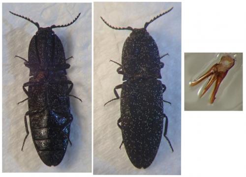 Réf. 248 387 : Lacon punctatus